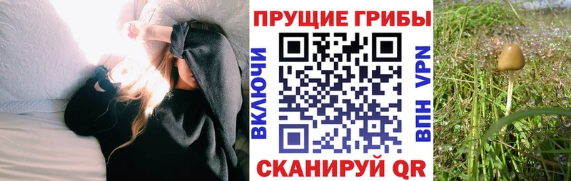 Галлюциногенные грибы GOLDEN TEACHER  Купить закладки  Тайга 
